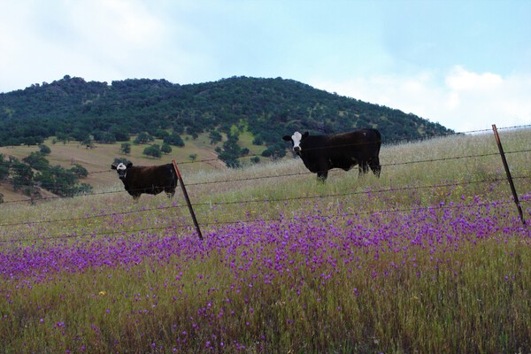 Foothill Cows by Anitra K Acuna