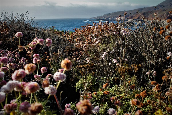 Painters Point Soberanes Point Trails Carmel by the Sea CA Spiderweb by Anitra K Acuna