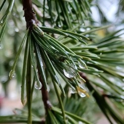 Pines