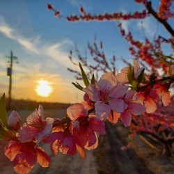 Bloom