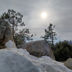 Sequoia Snow