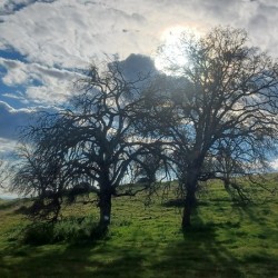 Foothills and Trees
