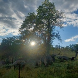 Foothills and Trees