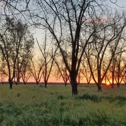 Sunset with Trees