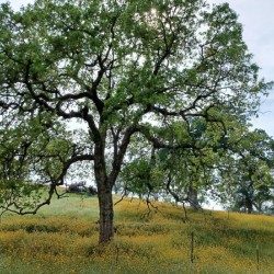 Foothill Spring