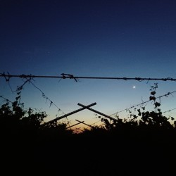 Sunset in the Grape Vines