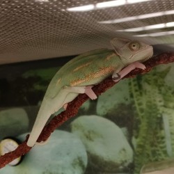 Chameleon