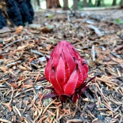 Sequoia Fungi 