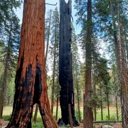 Burnt by Lightning 