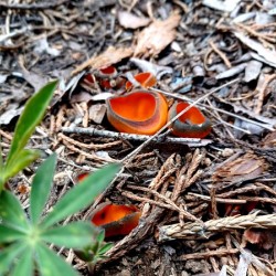 Sequoia Fungi 