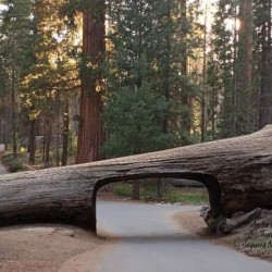 Tunnel Log Sequoia National Park