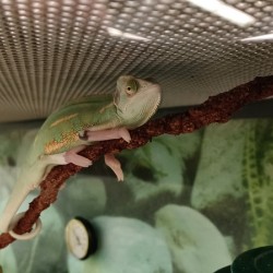 Chameleon