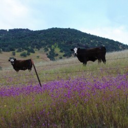 Foothill Cows