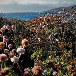 Painters Point Soberanes Point Trails Carmel by the Sea CA Spiderweb