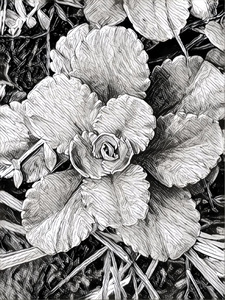 B-W 