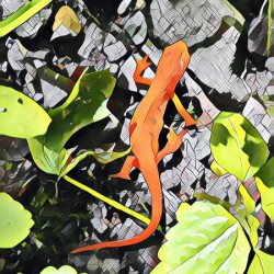 Geckos Hike
