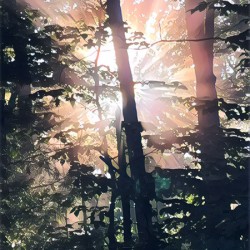 Woodland  peace 