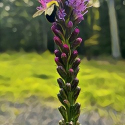 Bees brunch 
