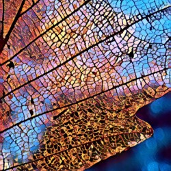 Leafs bones