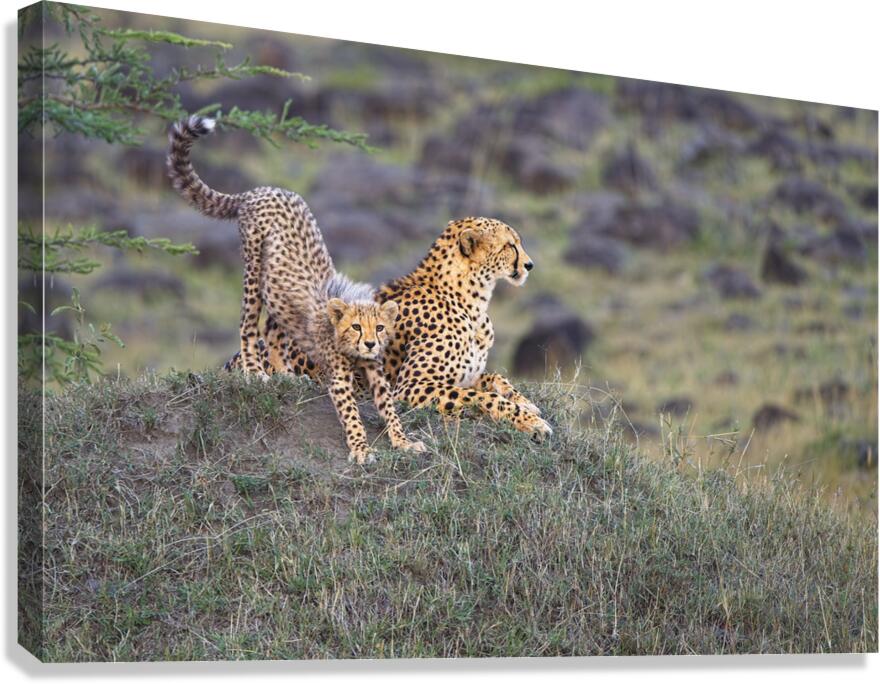 tumeona 21 Canvas Print