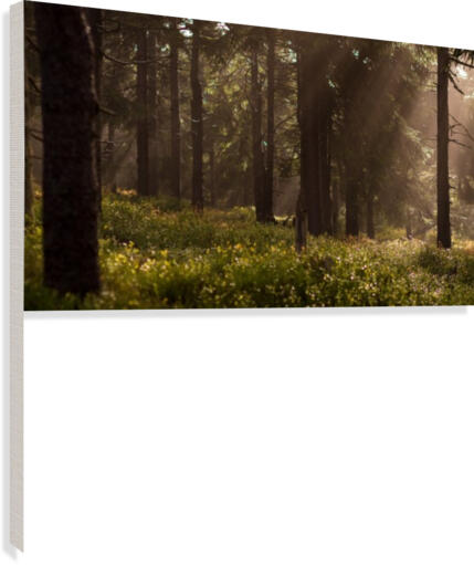 Deep in the Forest Canvas Print
