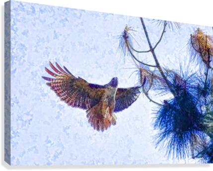 Red Shouldered Hawk Abstract 1 Canvas Print