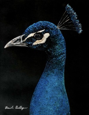 Peacock Portrait