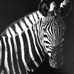 Zebra Portrait