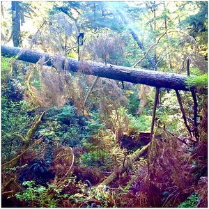 Forest Walk
