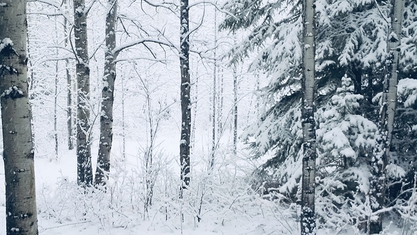 First Snowfall Print