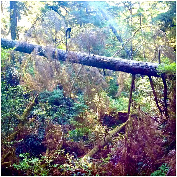 Forest Walk Print