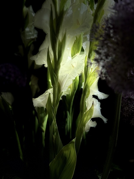 Lightly Seen Print