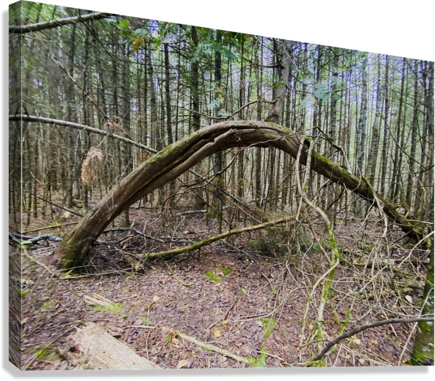 Bent Out Canvas Print