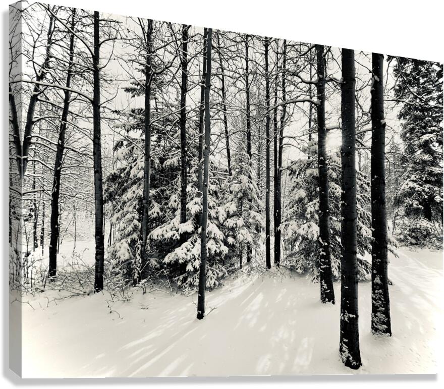 Before the Storm  Canvas Print