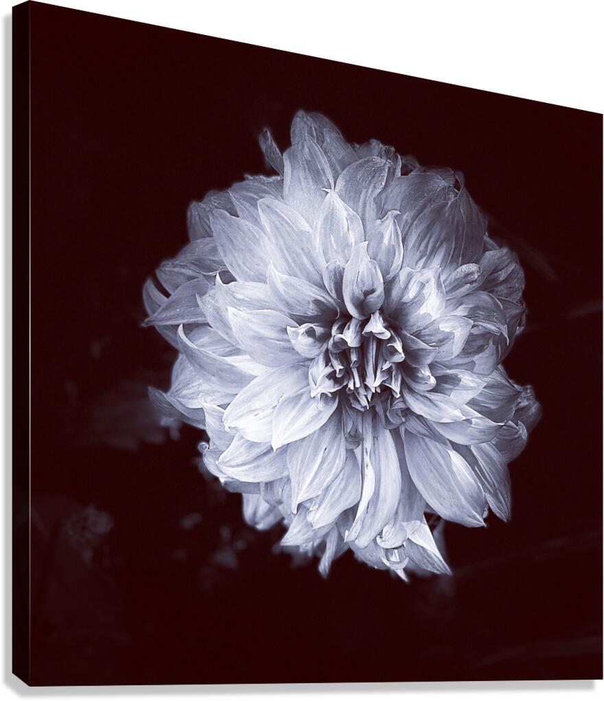 Wallflower Canvas Print
