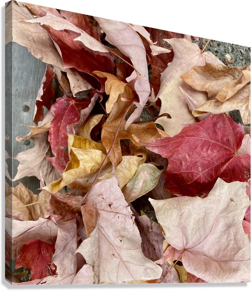After the Fall Canvas Print