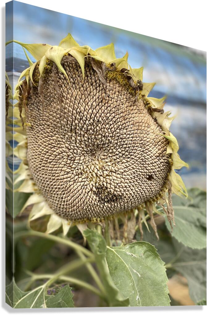 Sunflower Canvas Print