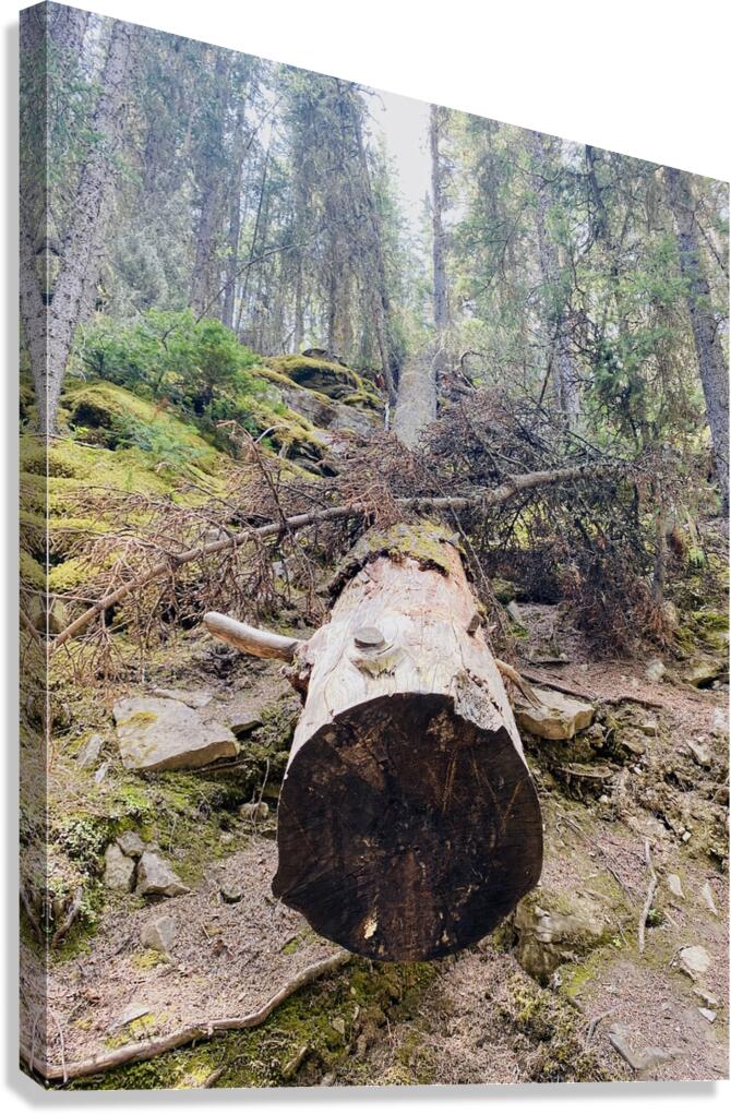 Tree Break Canvas Print