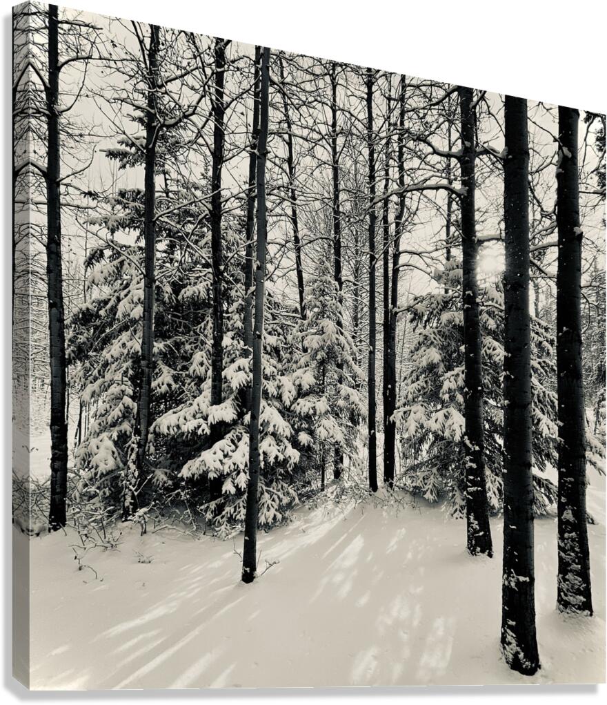 May Snowfall Canvas Print