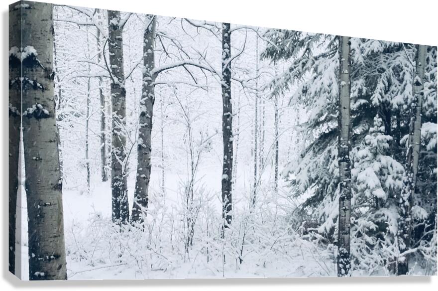 First Snowfall Canvas Print