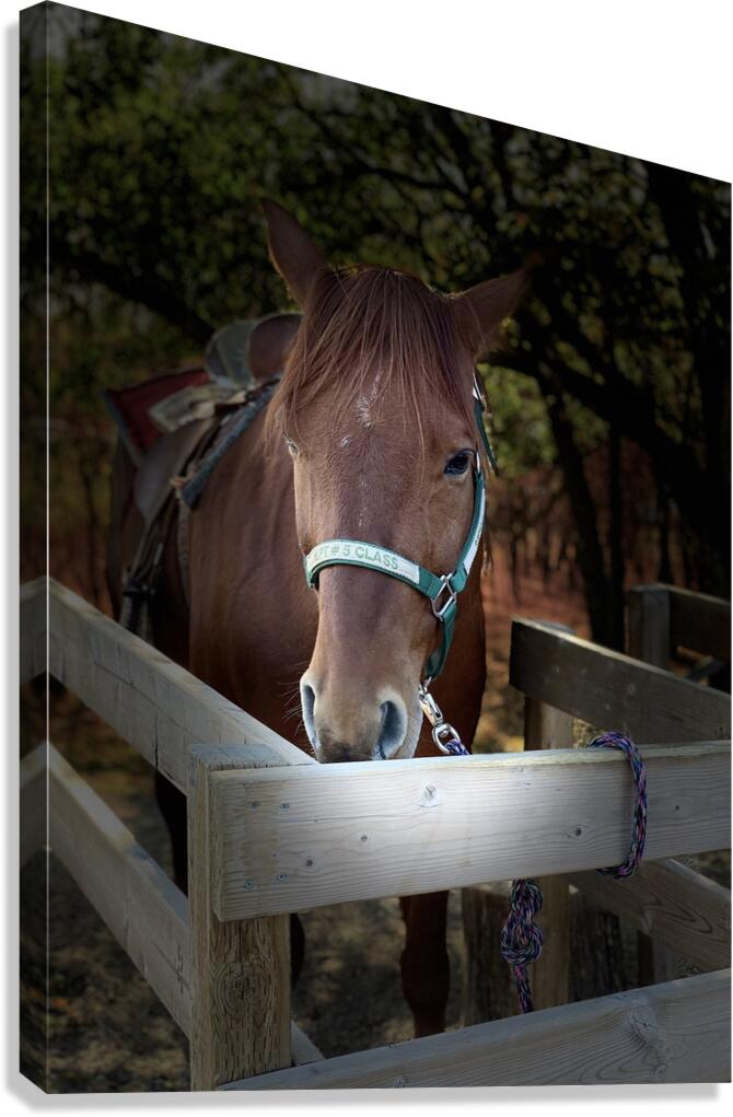 Before the Ride Canvas Print