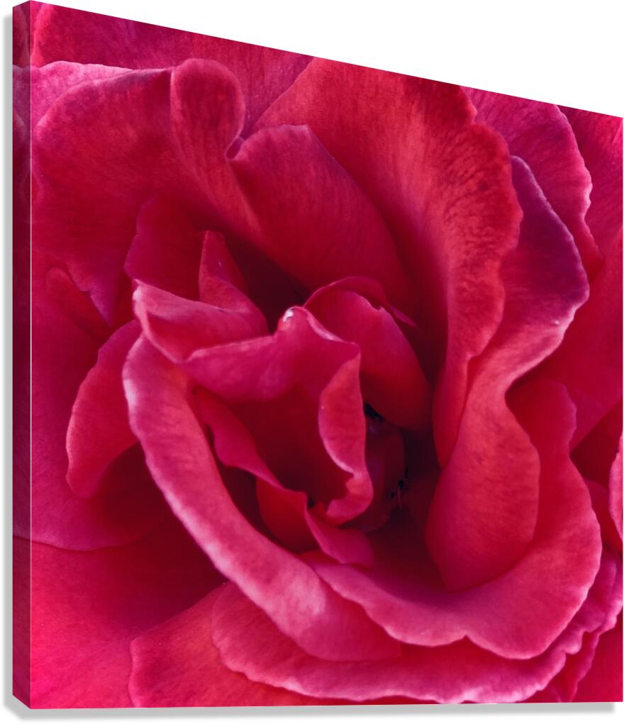 Rose Canvas Print