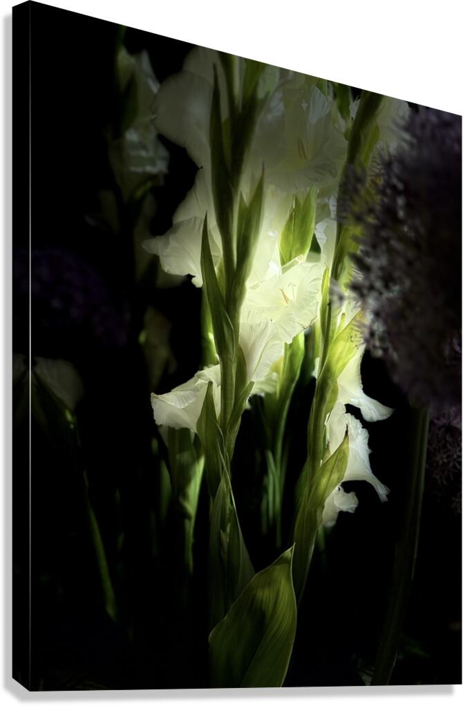 Lightly Seen Canvas Print