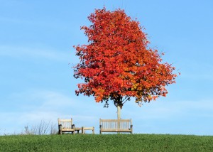 Under the foliage tree