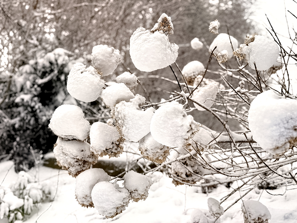Snowcovered hydrangeas  Print