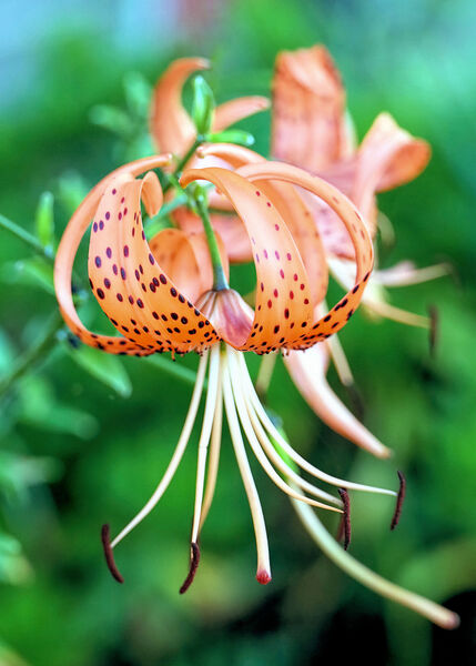 Tiger lilies  Print