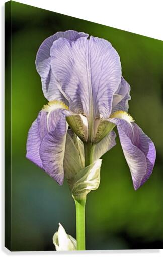 Light purple iris Canvas Print