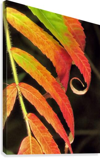 Staghorn sumac Canvas Print