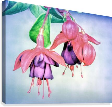 Fuchsia Canvas Print