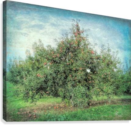 Apple tree Canvas Print